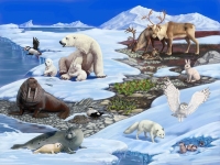 Муниципальная игра по географии «Познай Арктику!»