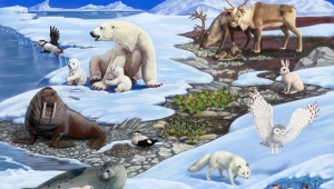 Муниципальная игра по географии «Познай Арктику!»